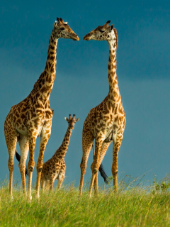 Giraffes Family wallpaper 240x320