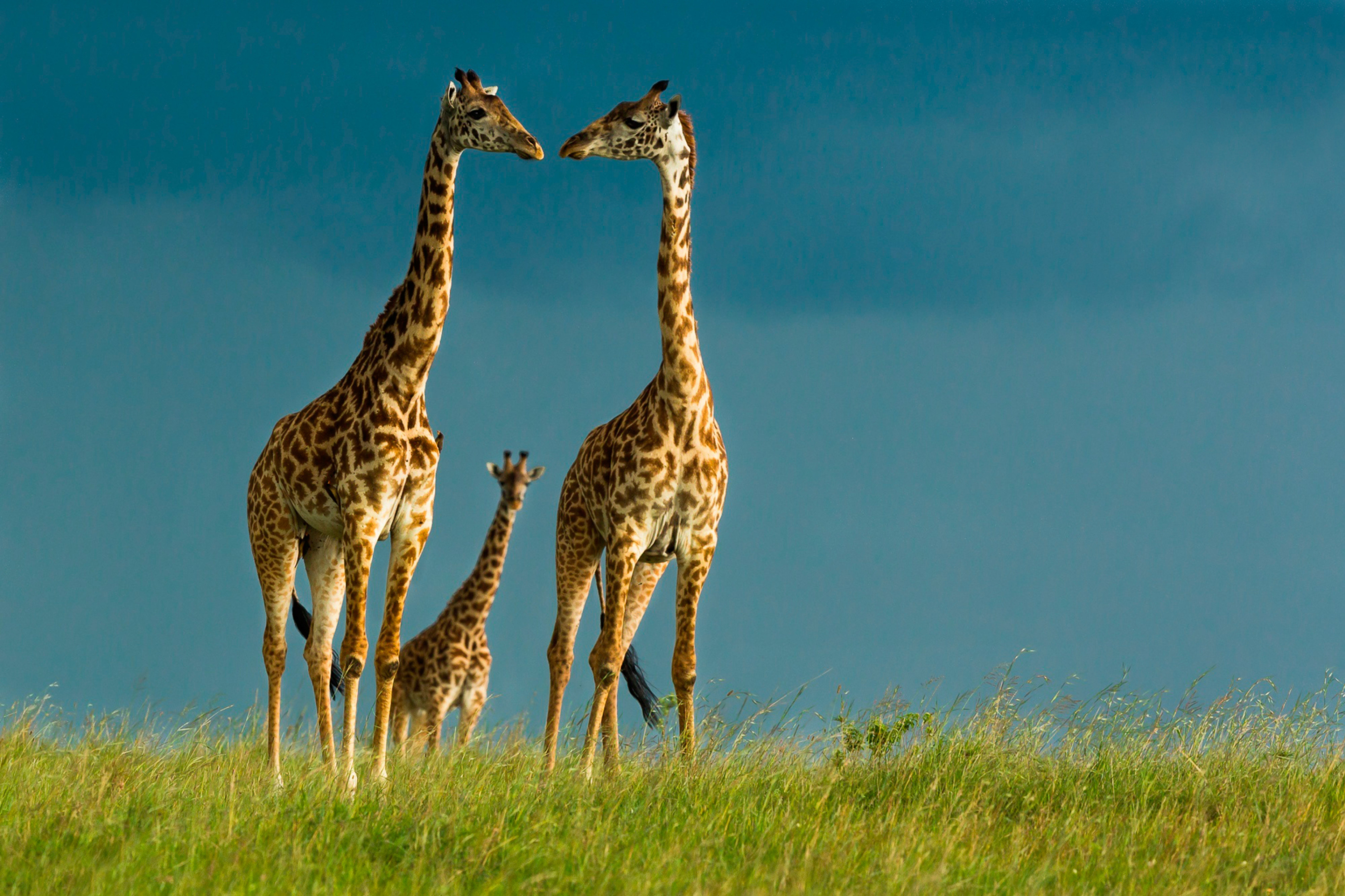 Screenshot №1 pro téma Giraffes Family 2880x1920