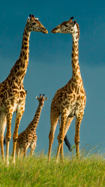 Das Giraffes Family Wallpaper 360x640