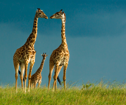 Fondo de pantalla Giraffes Family 480x400