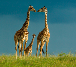 Giraffes Family - Obrázkek zdarma pro 208x208