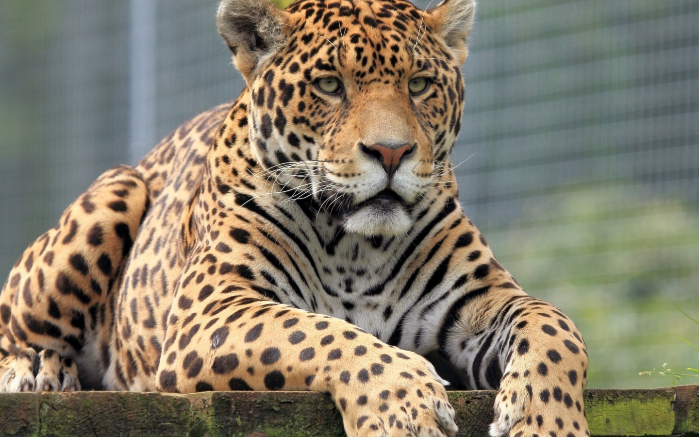Screenshot №1 pro téma Leopard in Botswana 1440x900