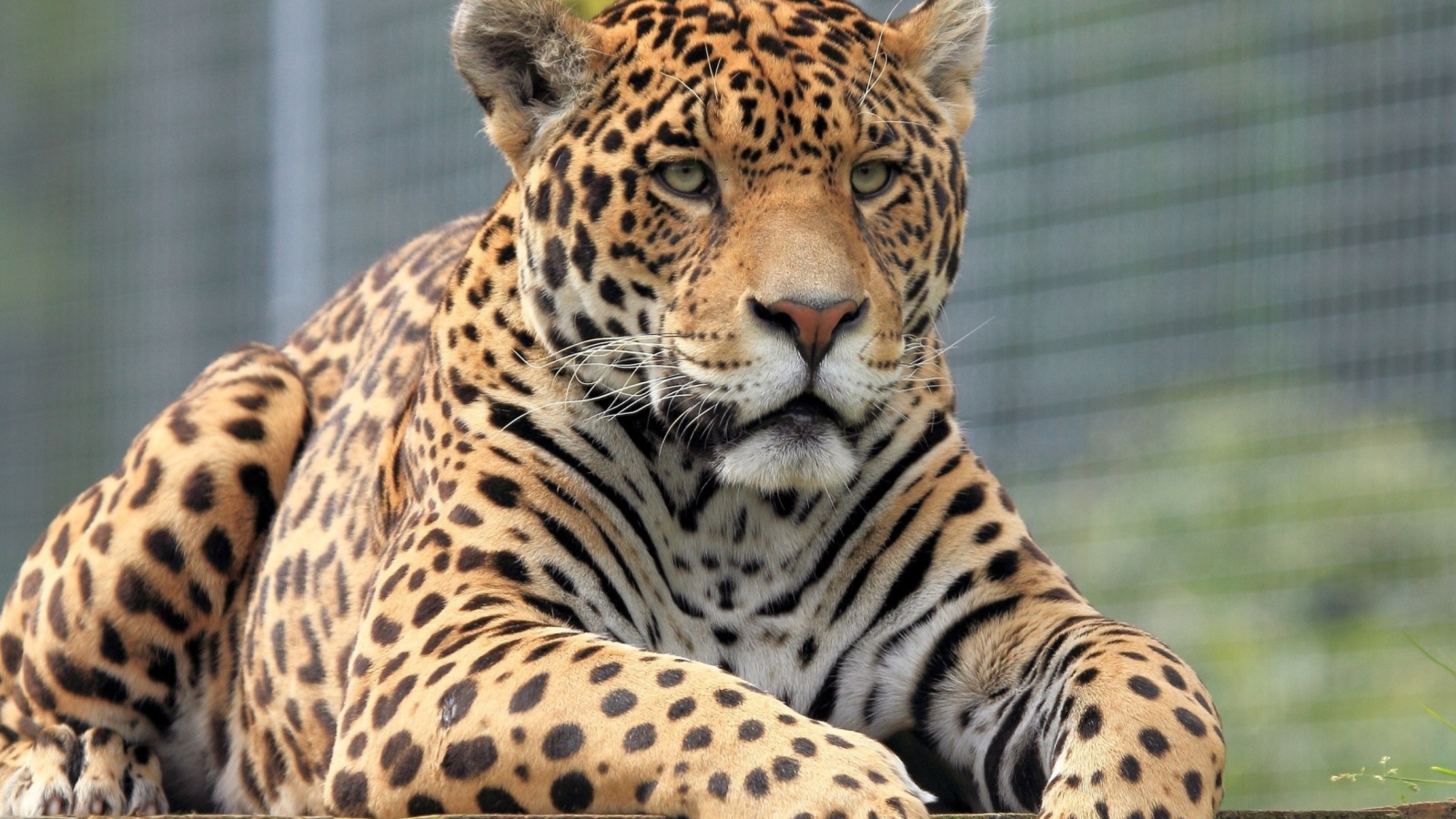 Обои Leopard in Botswana 1600x900