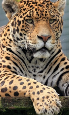 Screenshot №1 pro téma Leopard in Botswana 240x400