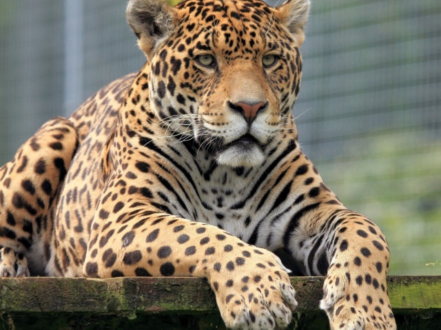 Leopard in Botswana wallpaper 640x480