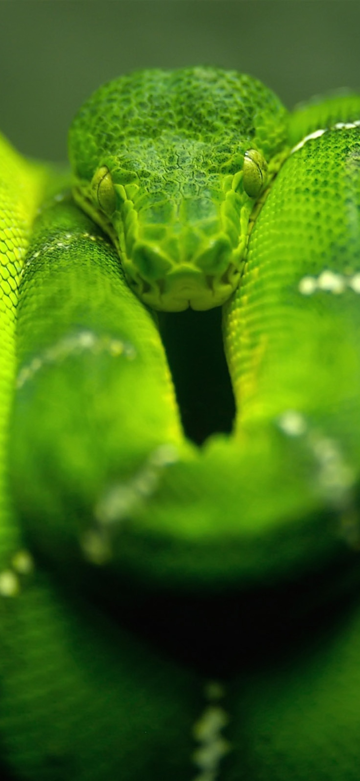 Fondo de pantalla Green Python Snake 1170x2532