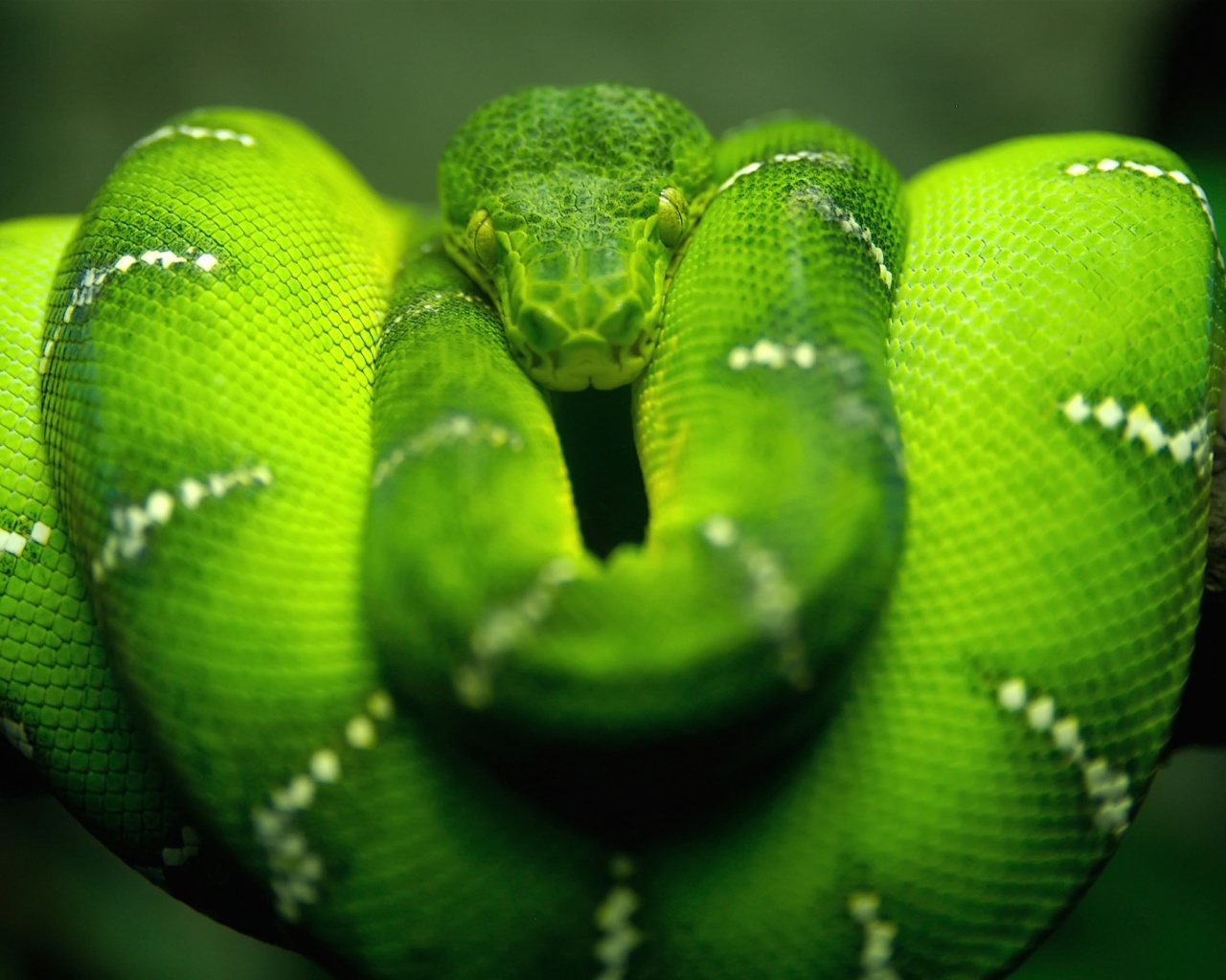 Fondo de pantalla Green Python Snake 1280x1024