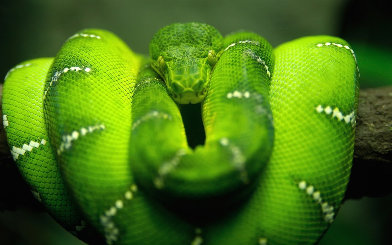 Green Python Snake wallpaper 1280x800