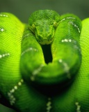 Fondo de pantalla Green Python Snake 128x160