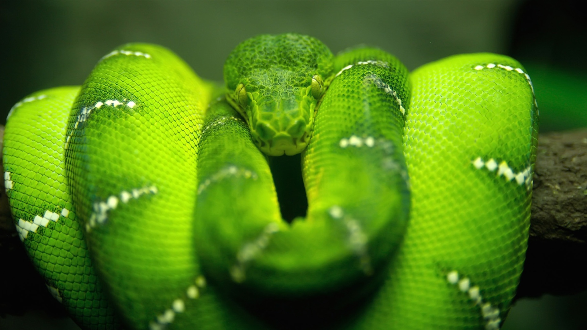 Fondo de pantalla Green Python Snake 1920x1080