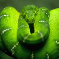 Обои Green Python Snake 208x208