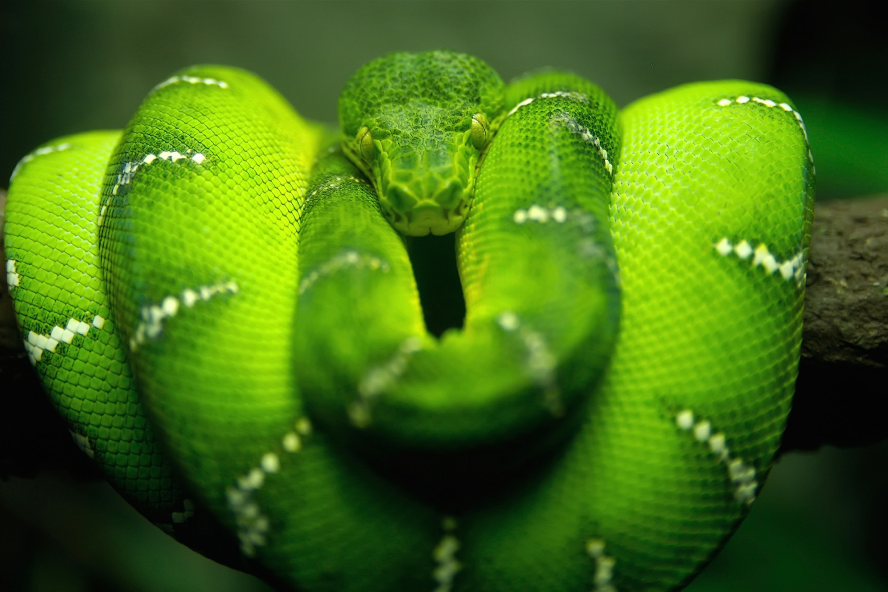 Fondo de pantalla Green Python Snake 2880x1920