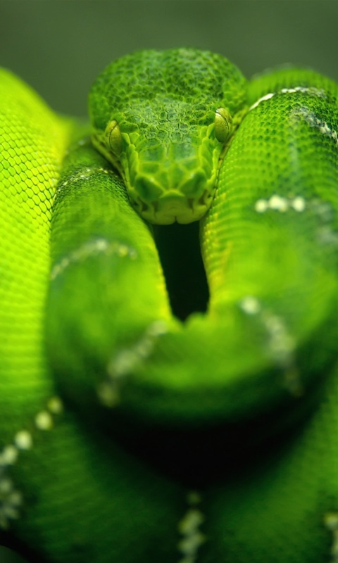 Fondo de pantalla Green Python Snake 480x800