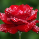 Screenshot №1 pro téma Red Rose Flower 128x128