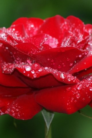 Fondo de pantalla Red Rose Flower 320x480