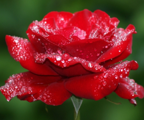 Fondo de pantalla Red Rose Flower 480x400