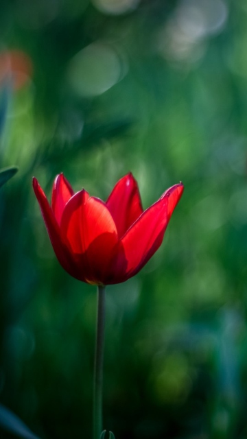 Обои Bright Red On Deep Green Bokeh 360x640