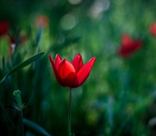 Bright Red On Deep Green Bokeh Wallpaper for 128x128