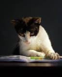 Cat Reading A Book wallpaper 128x160