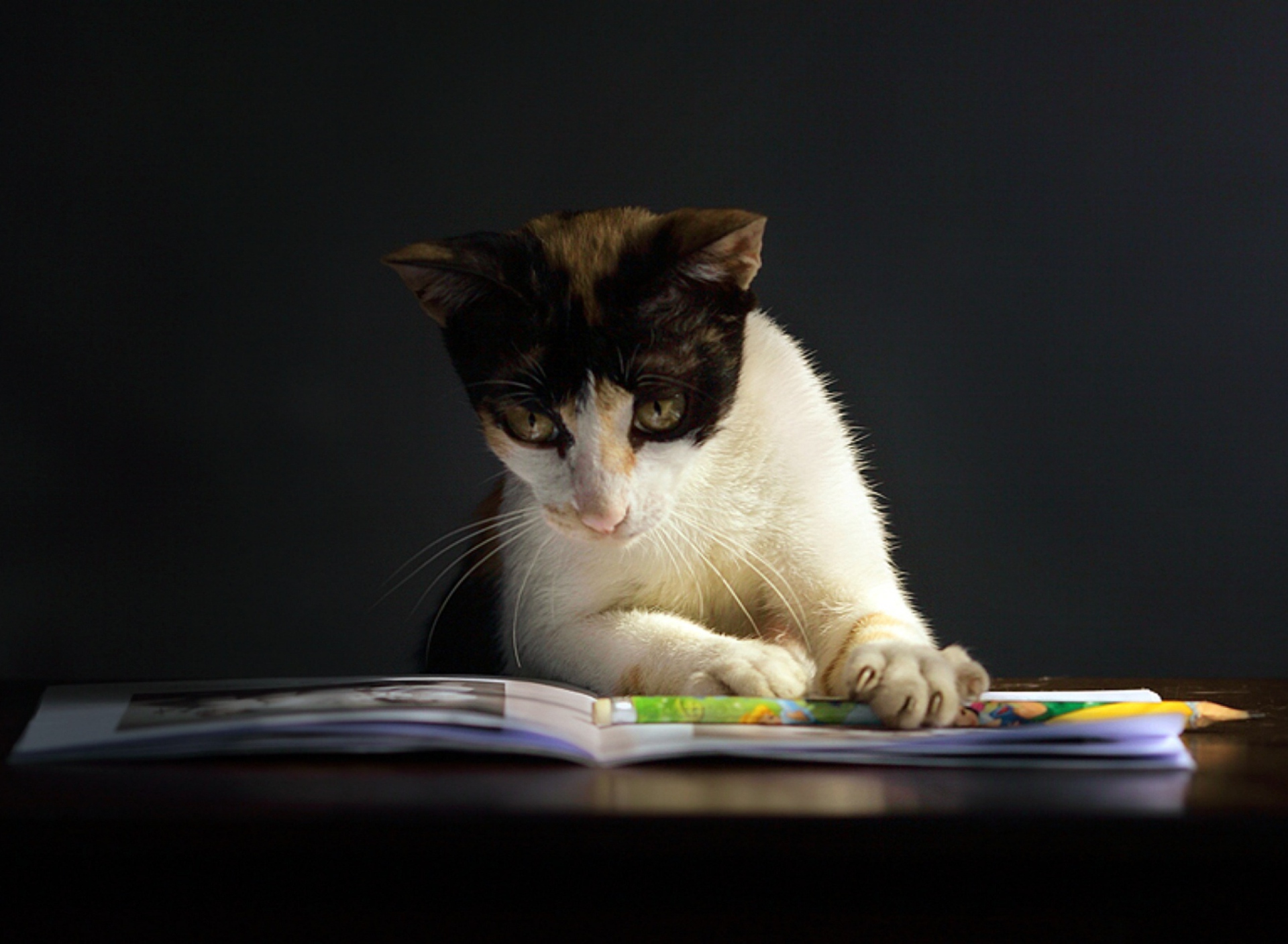 Screenshot №1 pro téma Cat Reading A Book 1920x1408