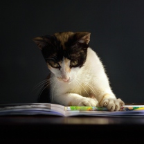 Screenshot №1 pro téma Cat Reading A Book 208x208