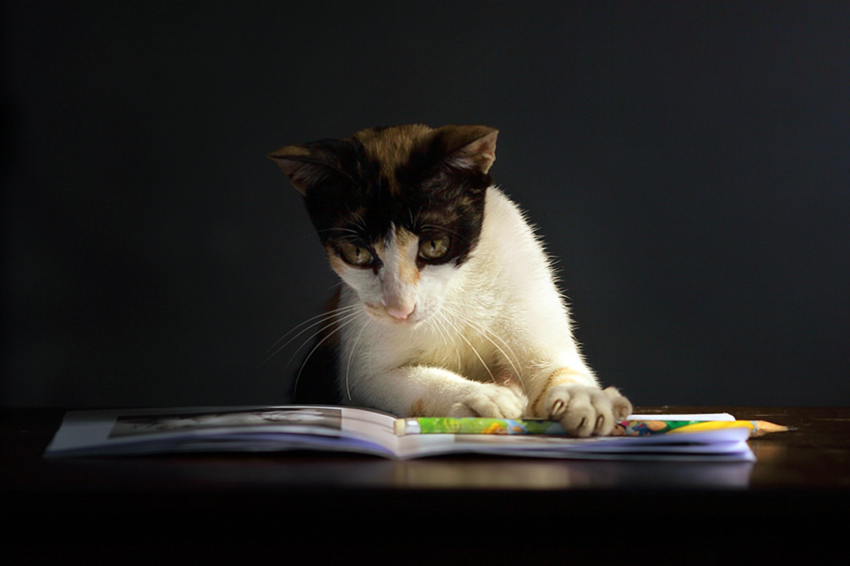 Screenshot №1 pro téma Cat Reading A Book 2880x1920