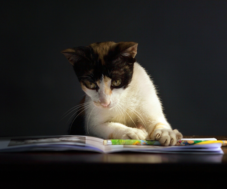 Sfondi Cat Reading A Book 960x800