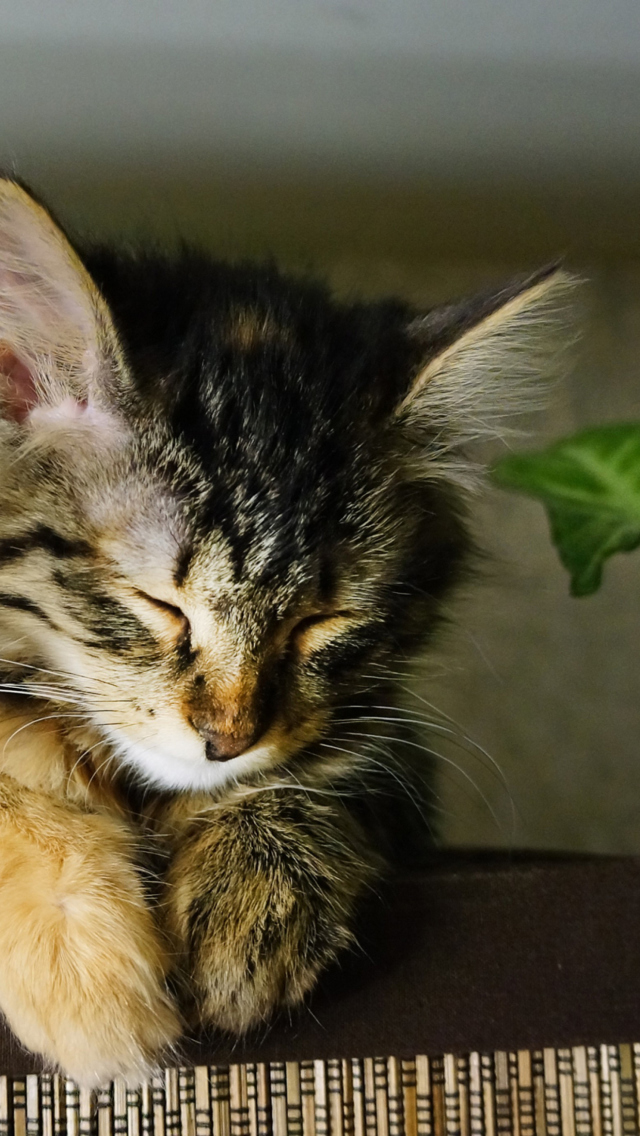 Sfondi Sleepy Cat 640x1136