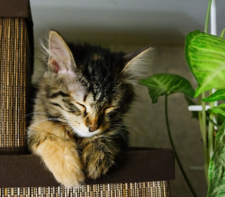 Sleepy Cat sfondi gratuiti per iPad Air