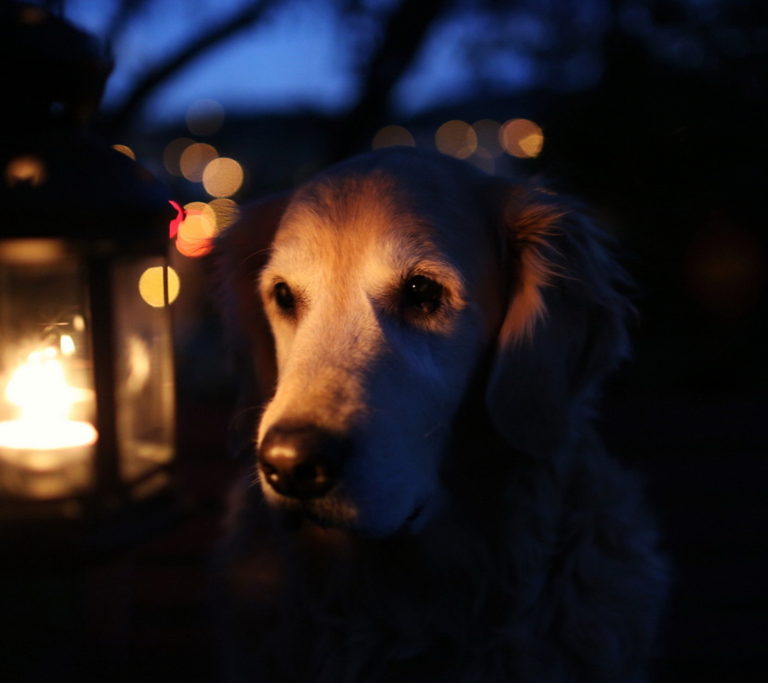 Обои Ginger Dog In Candle Light 1080x960