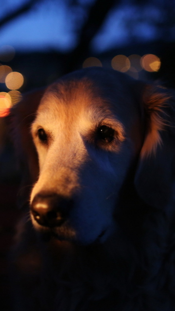 Обои Ginger Dog In Candle Light 360x640