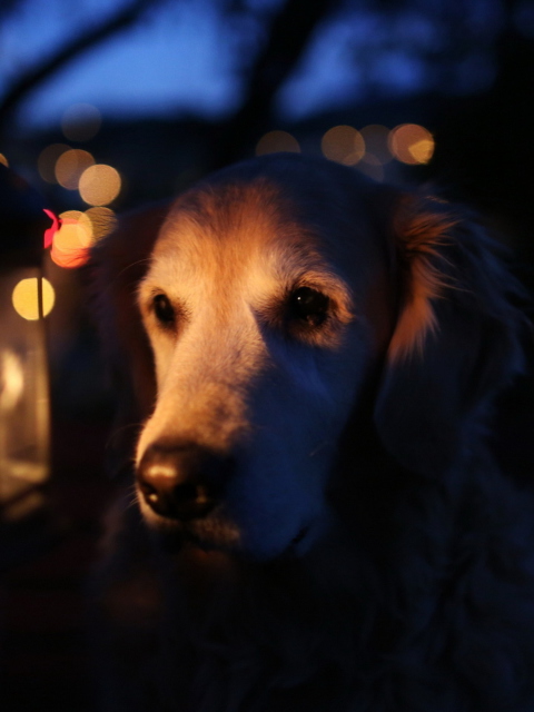Fondo de pantalla Ginger Dog In Candle Light 480x640