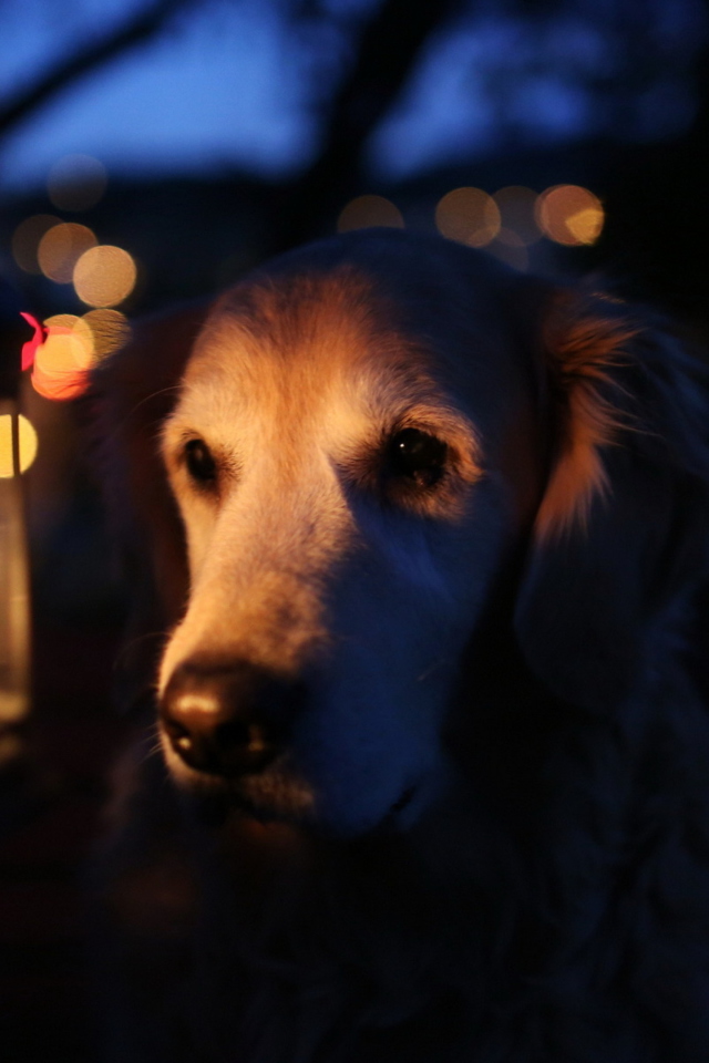 Обои Ginger Dog In Candle Light 640x960
