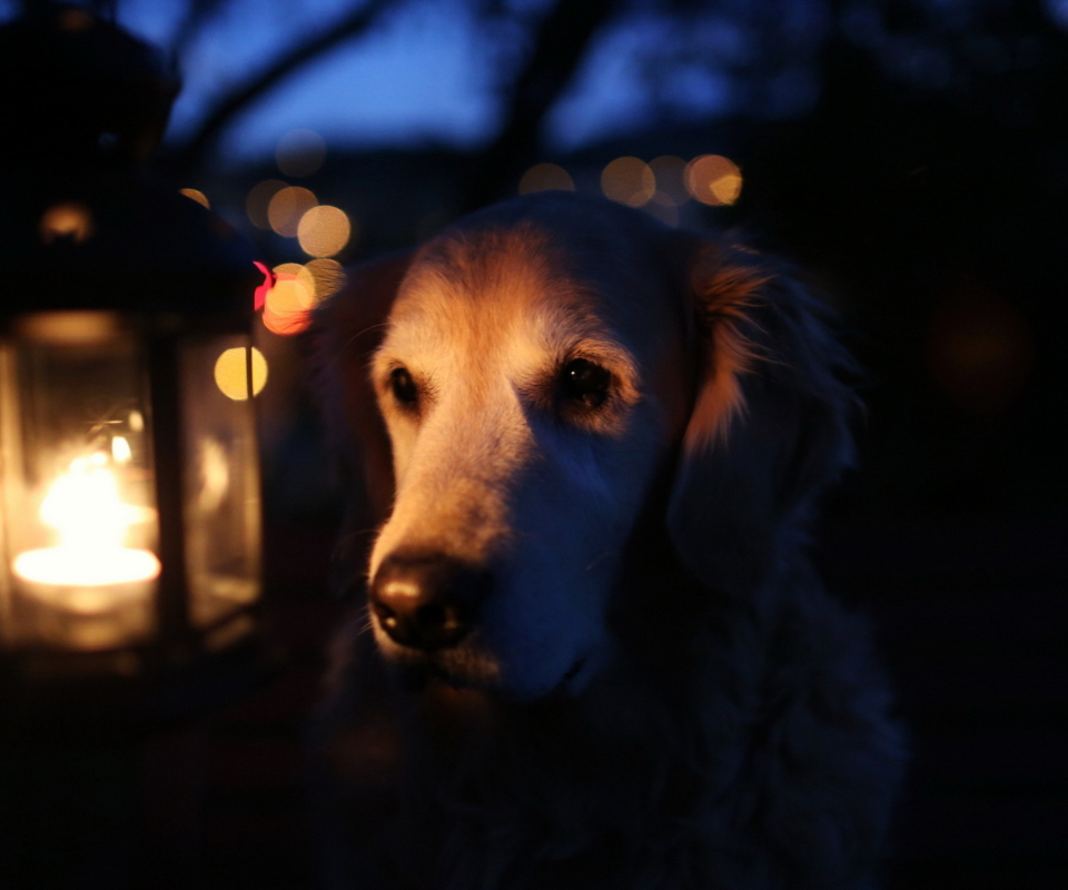 Ginger Dog In Candle Light wallpaper 960x800