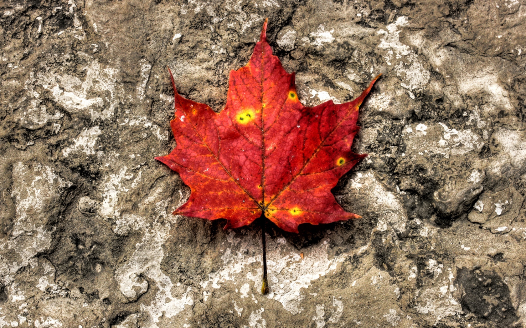 Screenshot №1 pro téma Red Maple Leaf 1680x1050