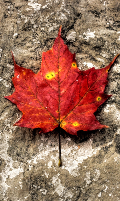 Das Red Maple Leaf Wallpaper 480x800