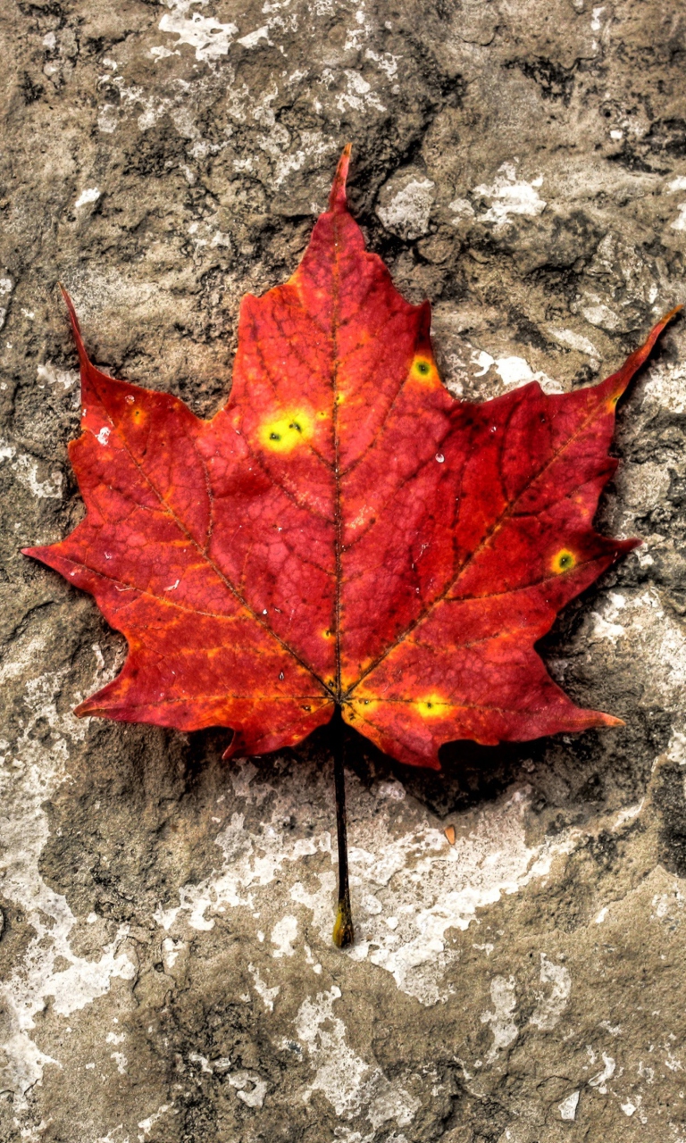 Red Maple Leaf wallpaper 768x1280