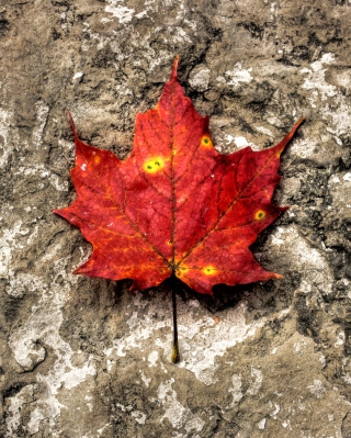 Red Maple Leaf - Obrázkek zdarma pro 640x960