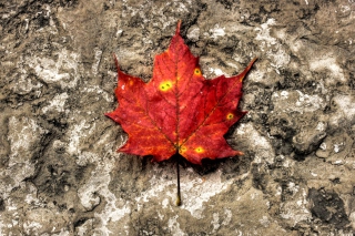 Red Maple Leaf - Obrázkek zdarma pro Fullscreen 1152x864