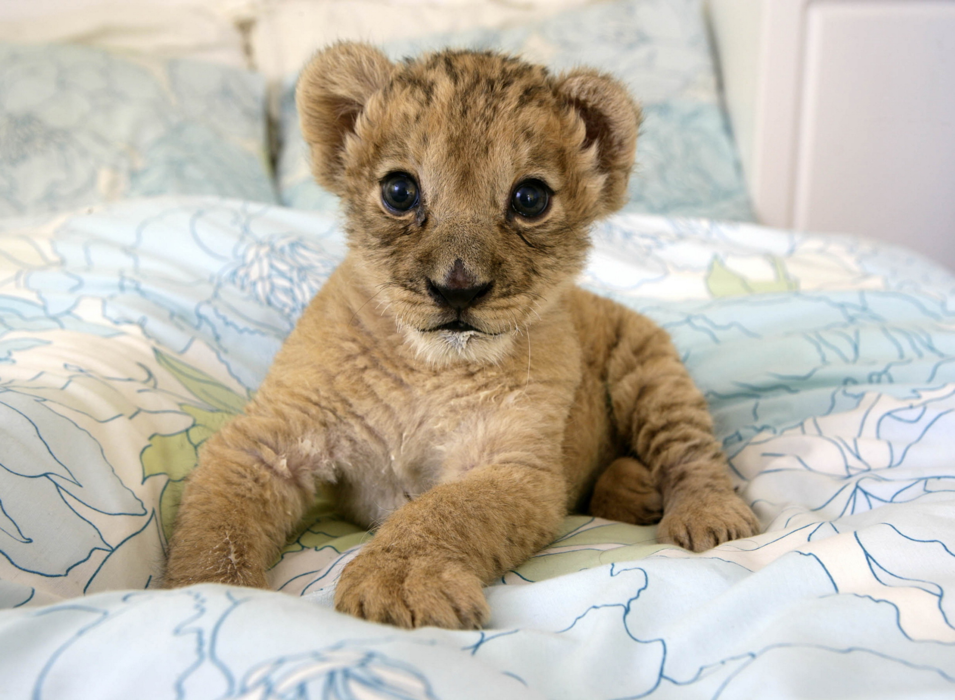 Lion Cub wallpaper 1920x1408