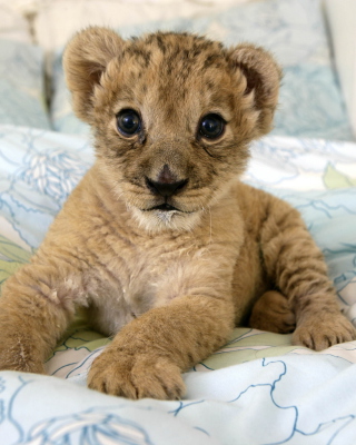 Lion Cub - Obrázkek zdarma pro 128x160