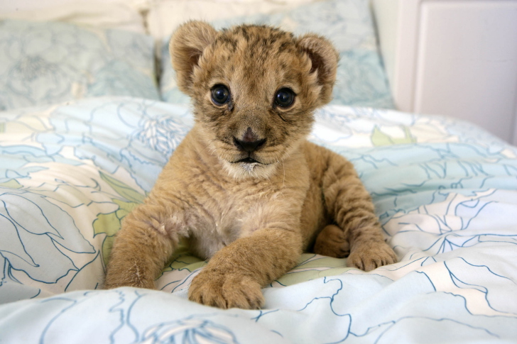 Fondo de pantalla Lion Cub