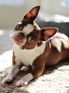 Обои Red Boston Terrier 240x320