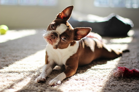 Обои Red Boston Terrier 480x320