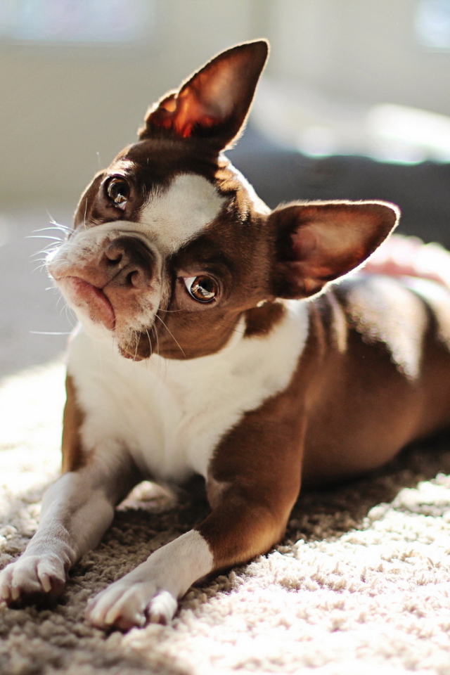 Red Boston Terrier wallpaper 640x960