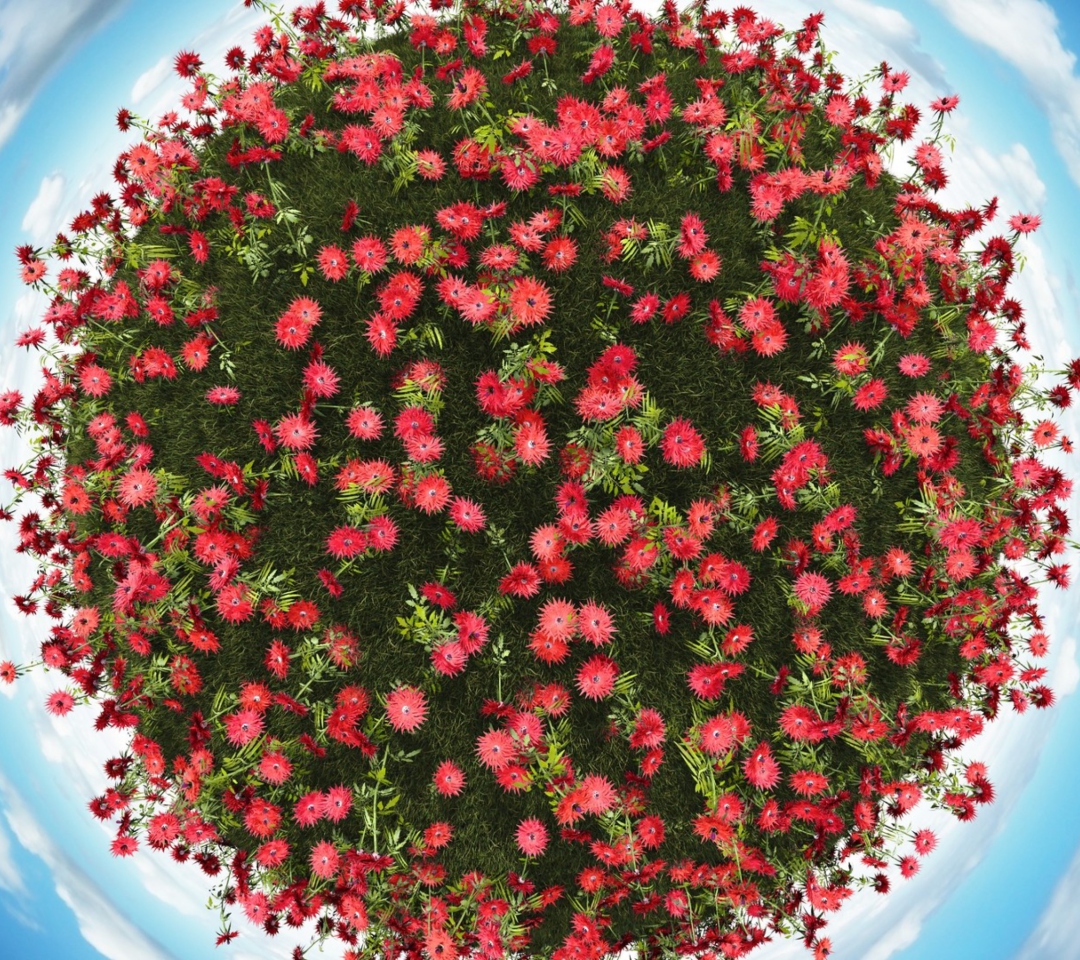 Red Flowers wallpaper 1080x960