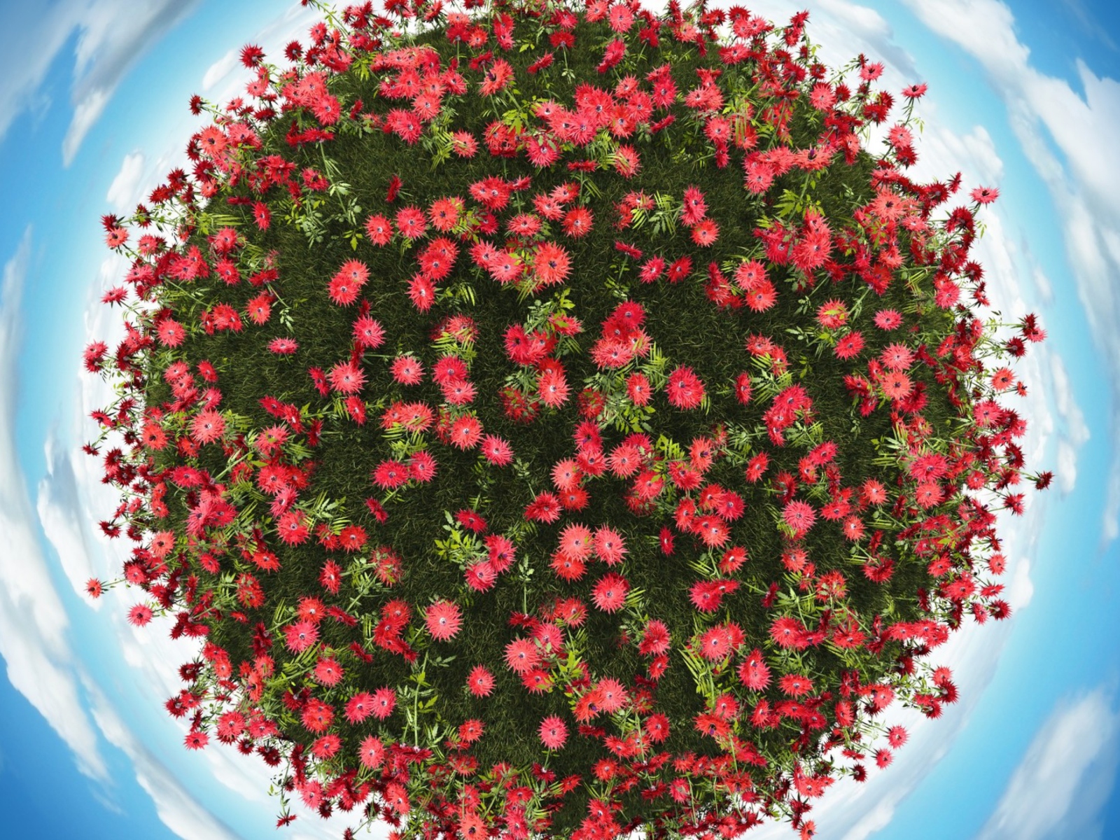 Das Red Flowers Wallpaper 1600x1200