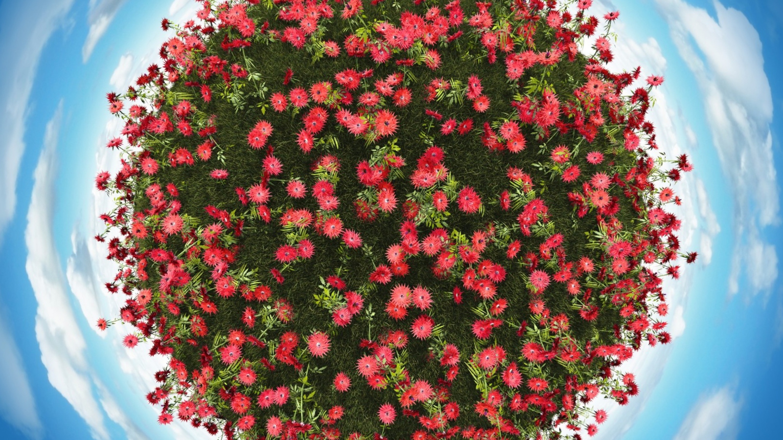 Screenshot №1 pro téma Red Flowers 1600x900