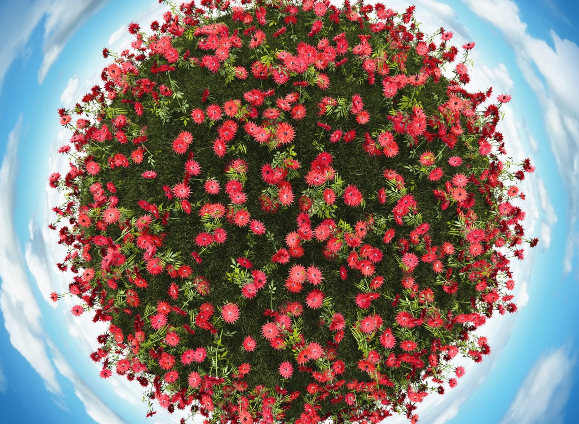 Screenshot №1 pro téma Red Flowers 1920x1408