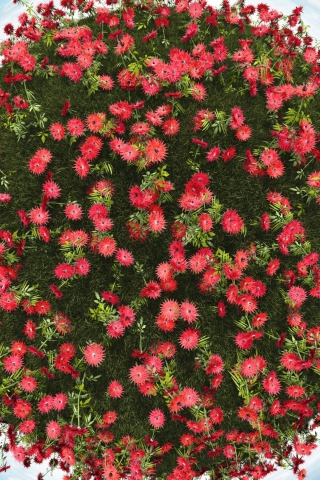 Fondo de pantalla Red Flowers 320x480
